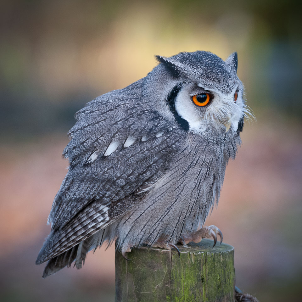 20110128HawkConservancy0207-3.jpg