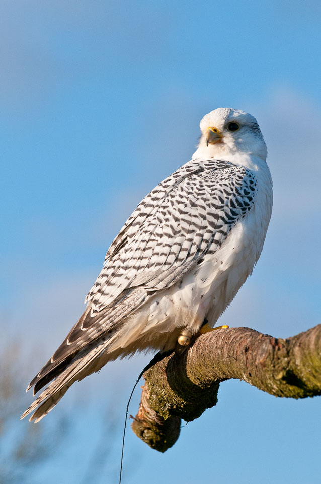 20110128HawkConservancy0248-2.jpg