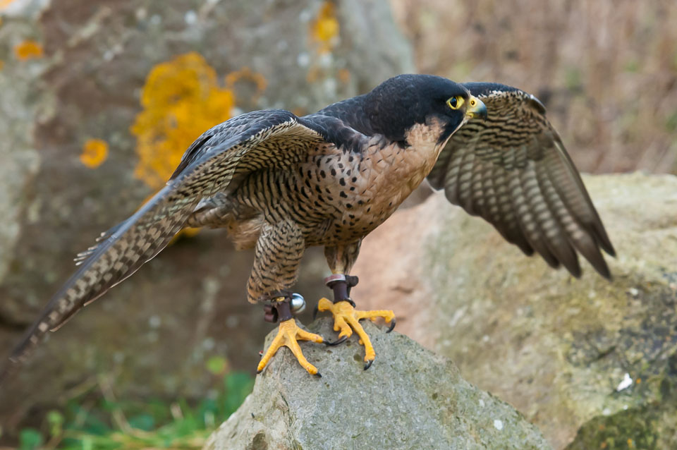 20110128HawkConservancy0253.jpg