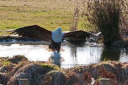 20110128HawkConservancy0012-2.jpg