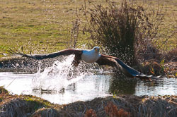 20110128HawkConservancy0013-2.jpg