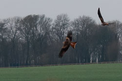 20110128HawkConservancy0021-3.jpg