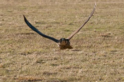 20110128HawkConservancy0043-2.jpg