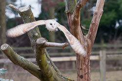 20110128HawkConservancy0073.jpg