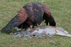 20110128HawkConservancy0116-3-Edit.jpg