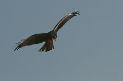 20110128HawkConservancy0127-2.jpg