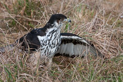 20110128HawkConservancy0151-3.jpg