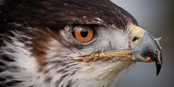 20110128HawkConservancy0172-3.jpg