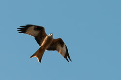 20110128HawkConservancy0175-2.jpg