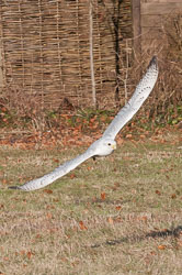 20110128HawkConservancy0216-2.jpg