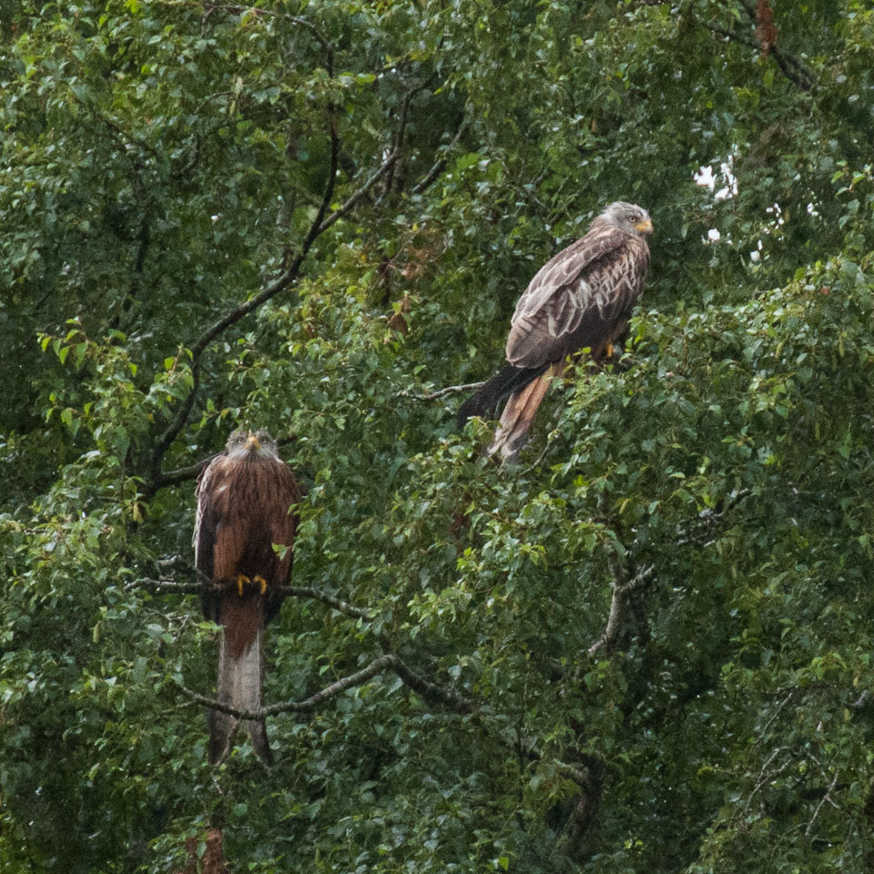 20120702Llanidloes0090.jpg