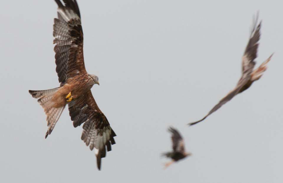 20120702Llanidloes0255.jpg