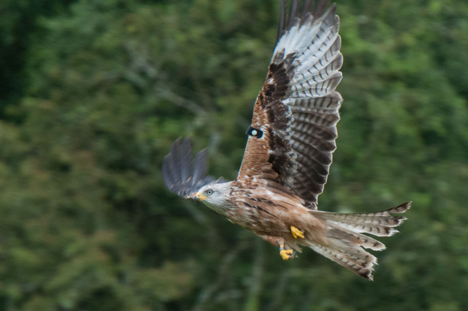 20120702Llanidloes0355.jpg