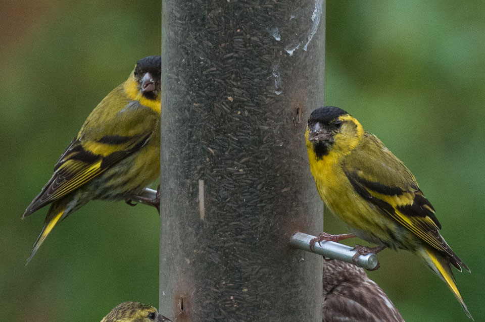 20120703Llanidloes0365.jpg