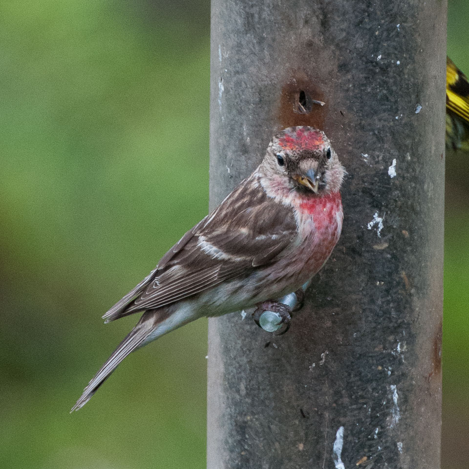 20120703Llanidloes0380.jpg