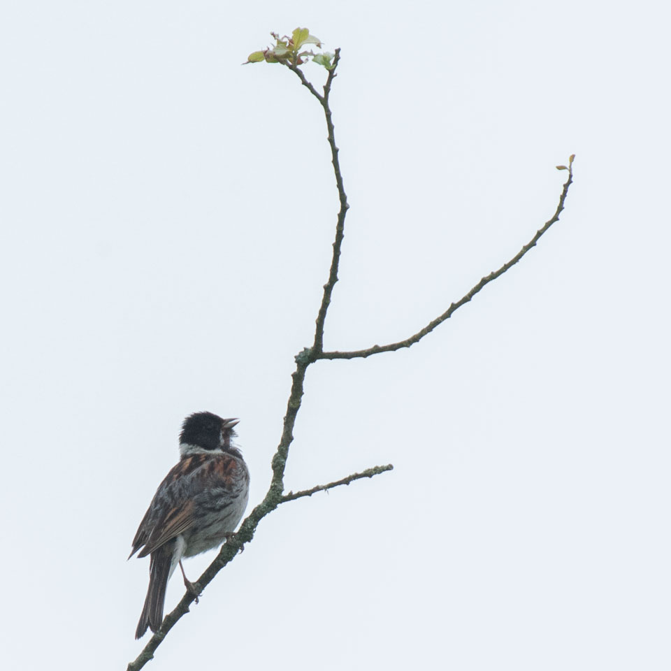 20120703Llanidloes0383.jpg