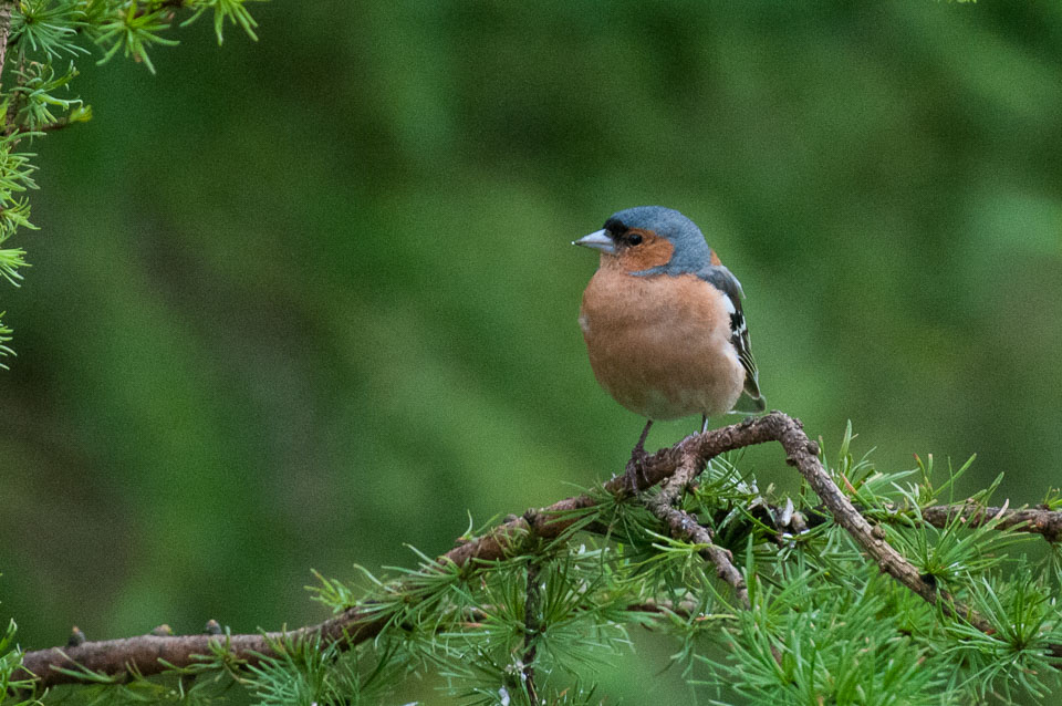 20120703Llanidloes0392.jpg