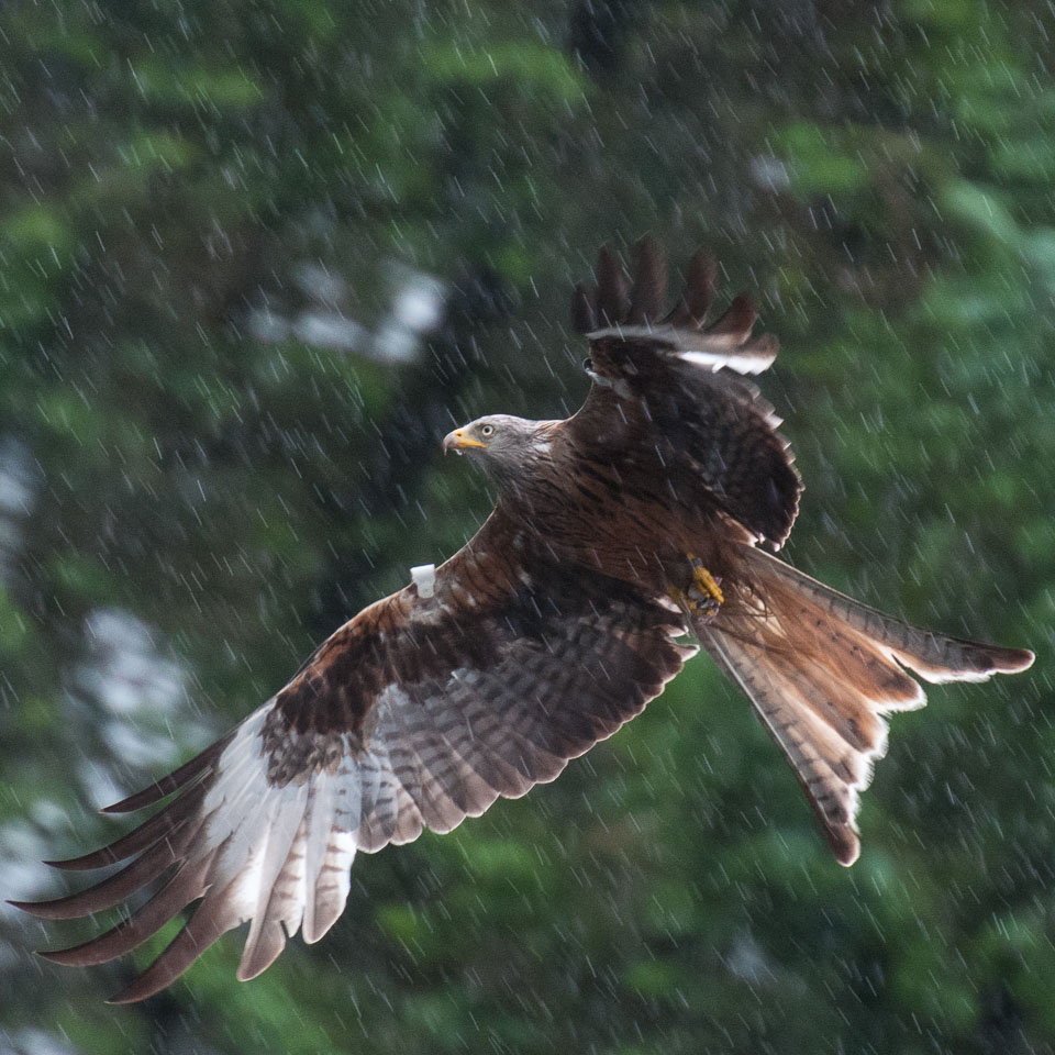 20120703Llanidloes0413.jpg