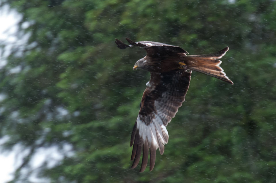 20120703Llanidloes0415.jpg