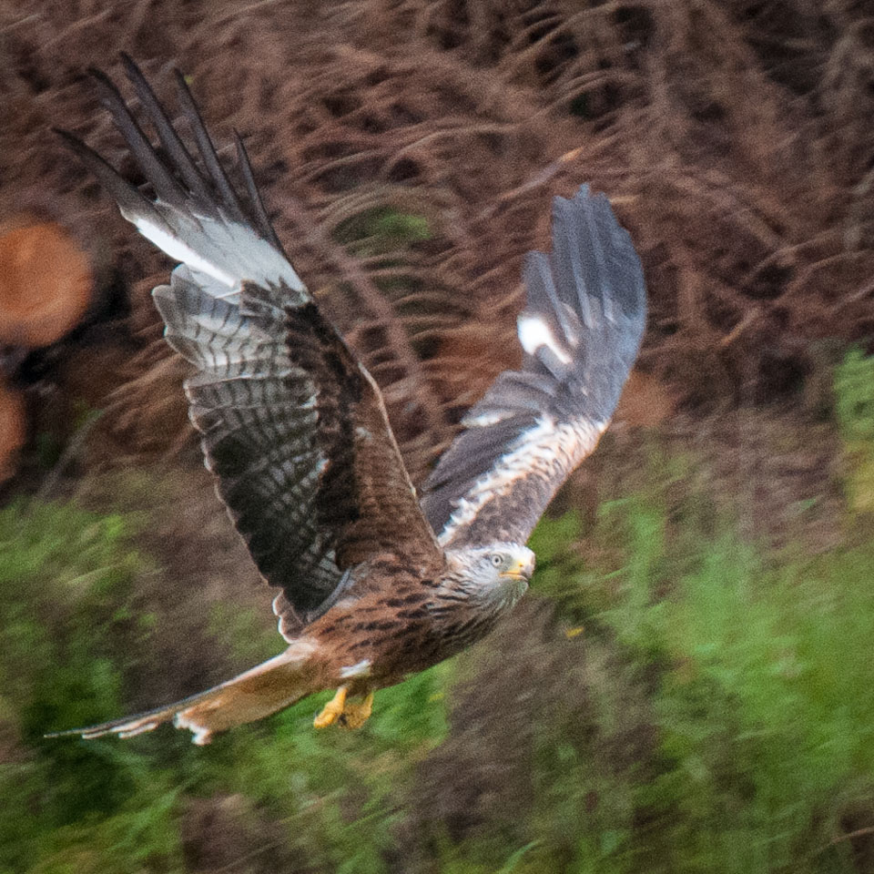 20120703Llanidloes0443.jpg