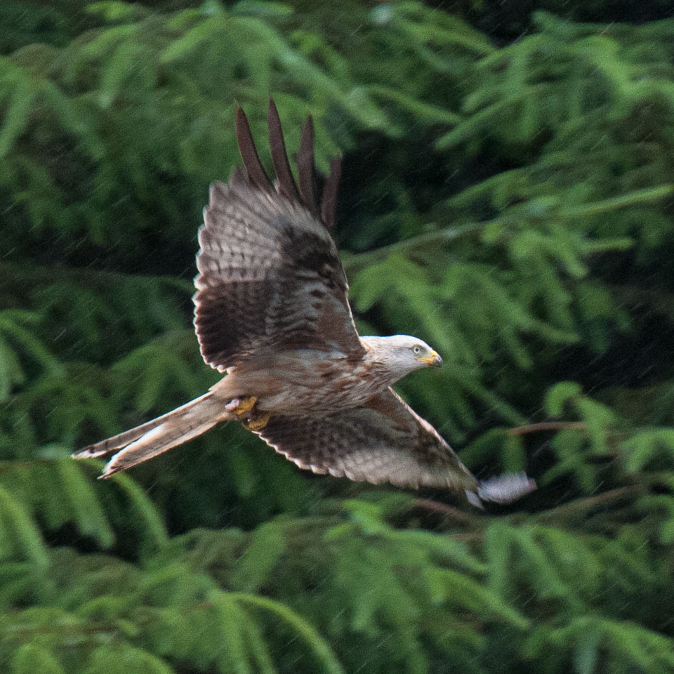 20120703Llanidloes0447.jpg