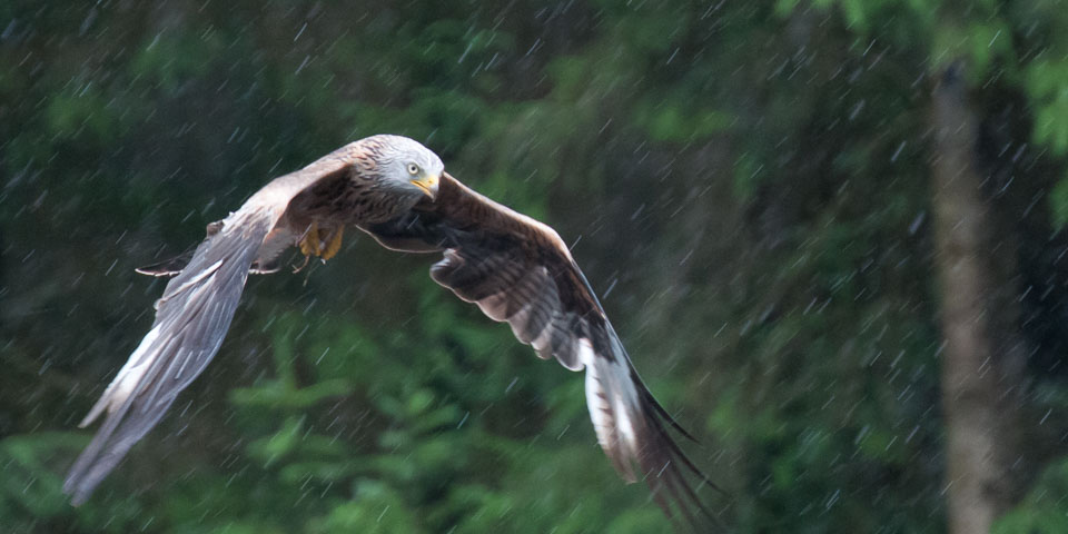 20120703Llanidloes0455.jpg