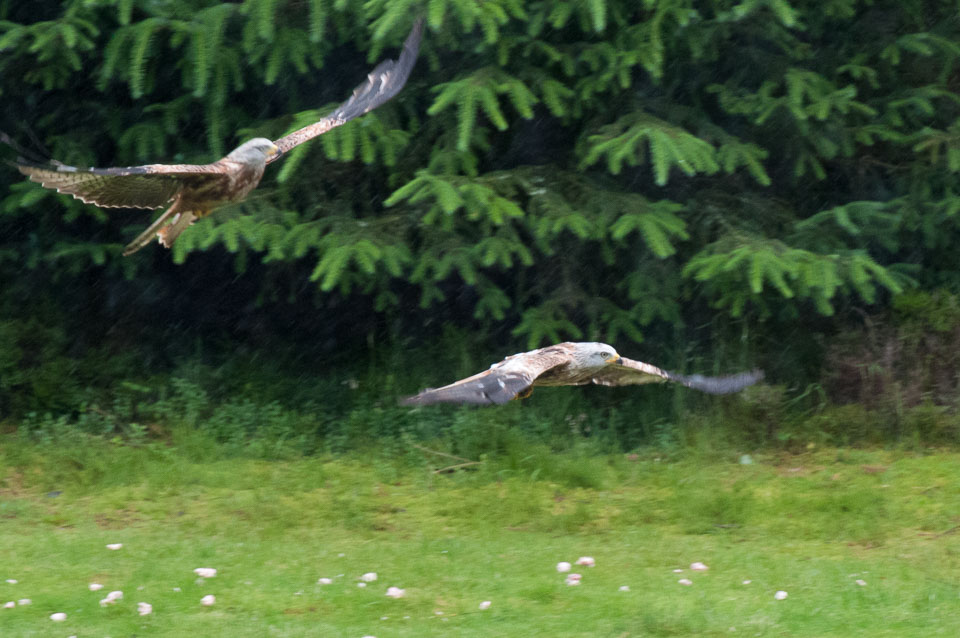 20120703Llanidloes0464.jpg