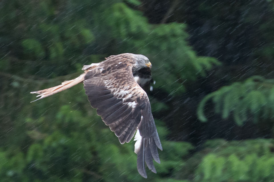 20120703Llanidloes0470.jpg