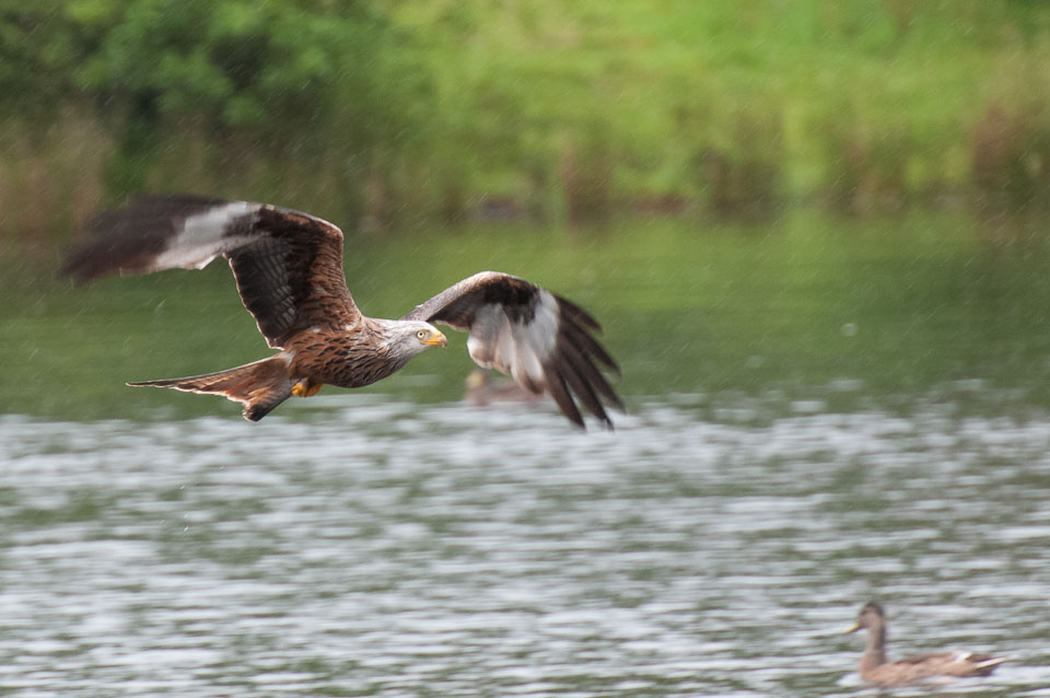 20120703Llanidloes0479.jpg