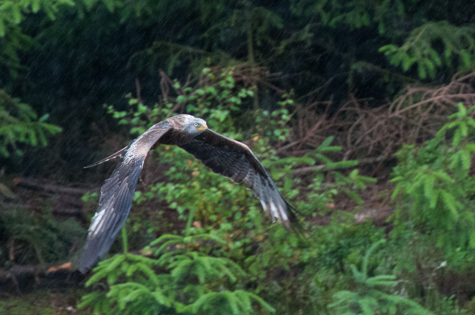 20120703Llanidloes0544.jpg