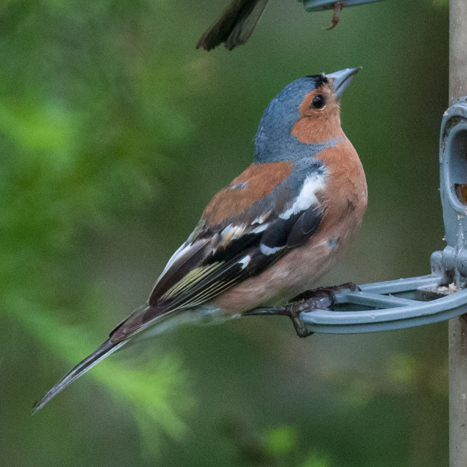 20120703Llanidloes0562.jpg