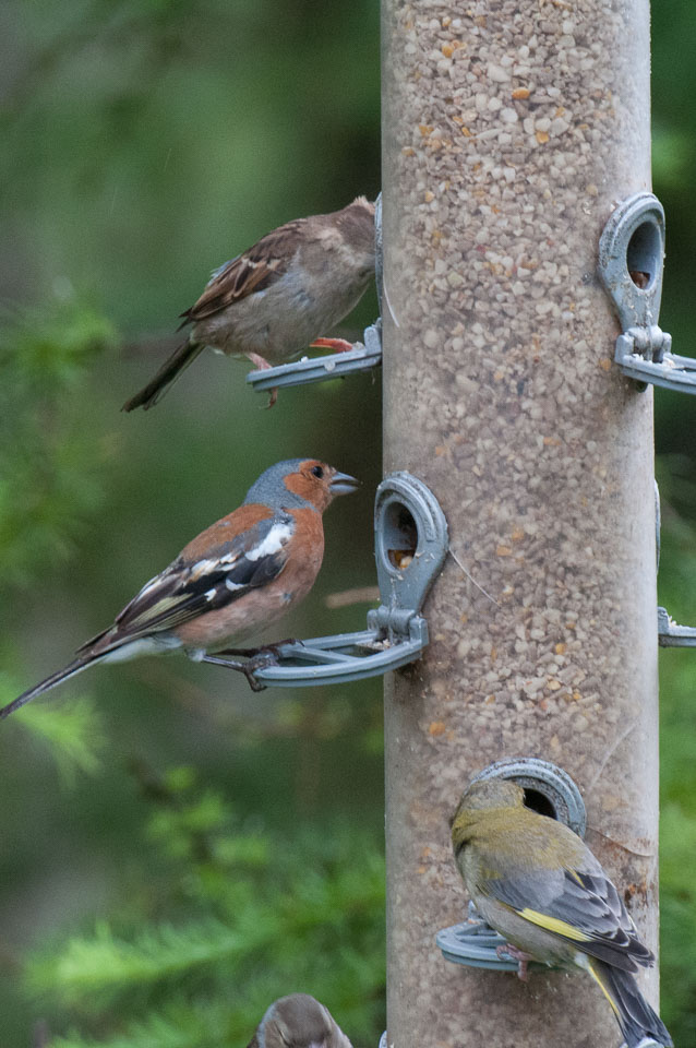 20120703Llanidloes0563.jpg