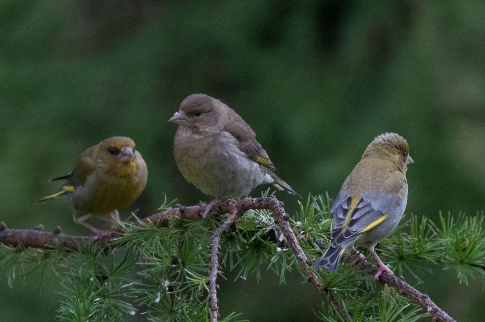 20120703Llanidloes0567.jpg