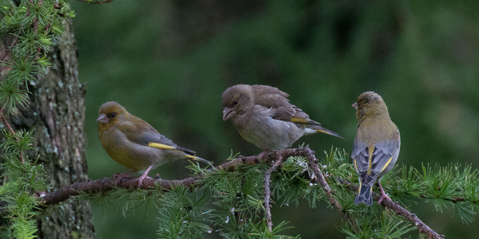 20120703Llanidloes0568.jpg