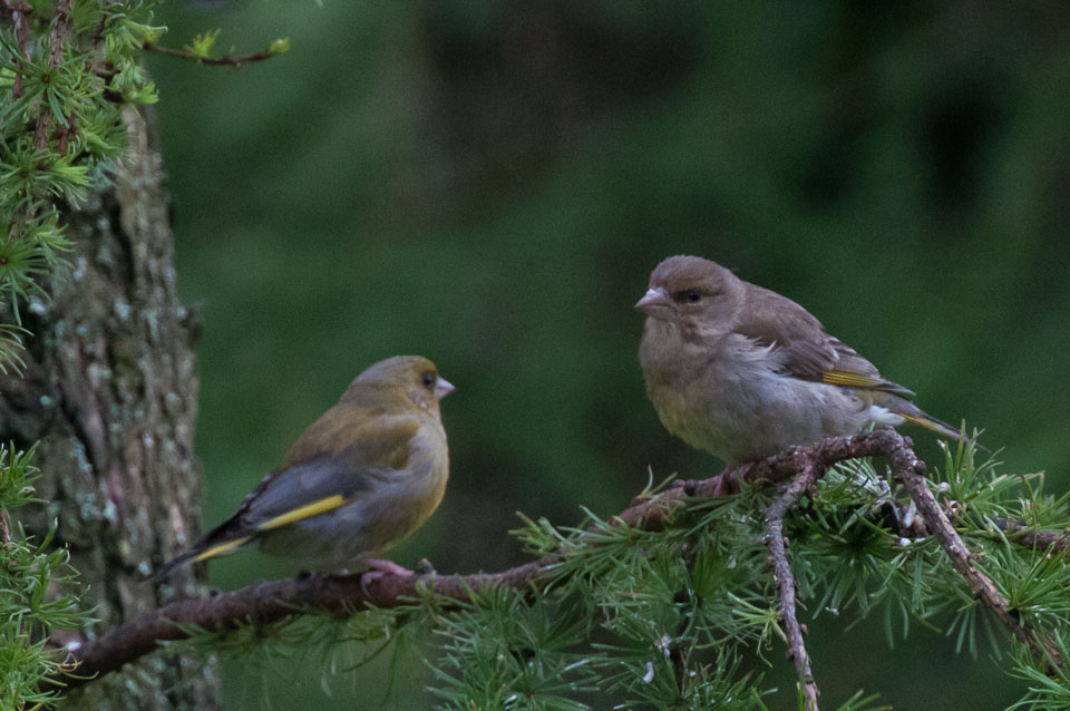 20120703Llanidloes0569.jpg