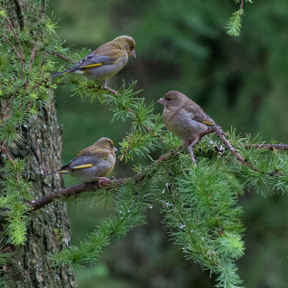 20120703Llanidloes0570.jpg