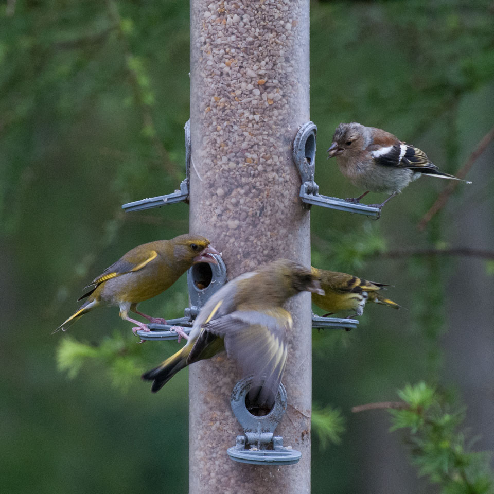 20120703Llanidloes0572.jpg