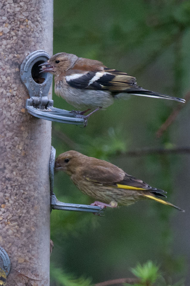 20120703Llanidloes0573.jpg