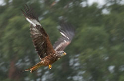 20120702Llanidloes0142.jpg