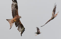 20120702Llanidloes0255.jpg