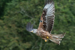 20120702Llanidloes0355.jpg