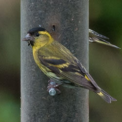 20120703Llanidloes0372.jpg