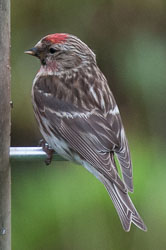 20120703Llanidloes0373.jpg