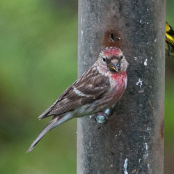 20120703Llanidloes0380.jpg