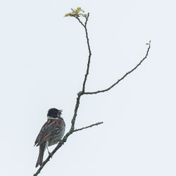 Mid Wales Birds, July 2012