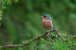 20120703Llanidloes0392.jpg