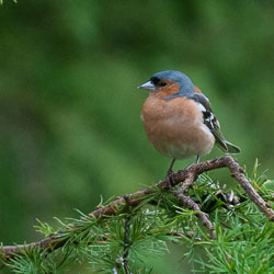 20120703Llanidloes0393.jpg