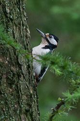 20120703Llanidloes0397.jpg