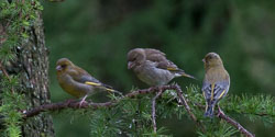 20120703Llanidloes0568.jpg
