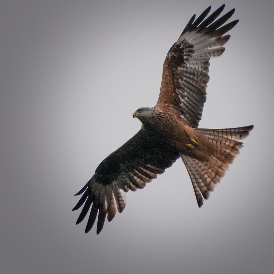 20130520Nant-Yr-Arian0021.jpg